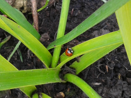 Ladybird with daffodil
